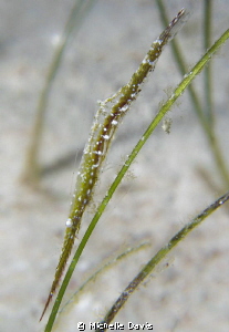 Arrow Shrimp hiding amongst the grass by Michelle Davis 